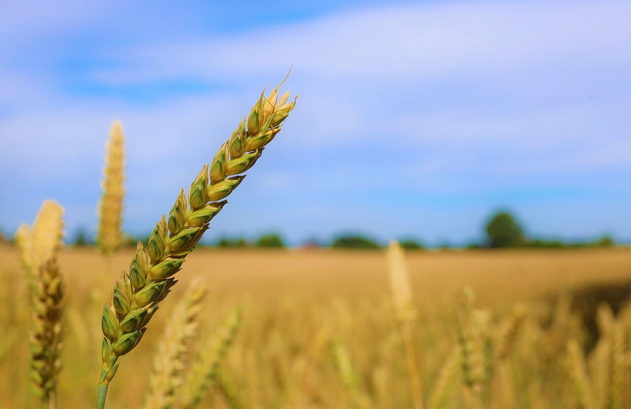 Agros Pancevo - O nama